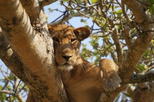 Tree Climbing Lion at Queen National Park - Dark Hills Uganda