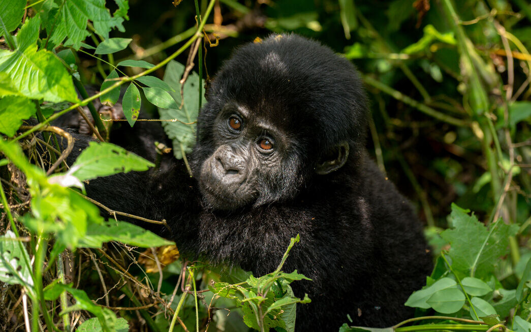 gorilla