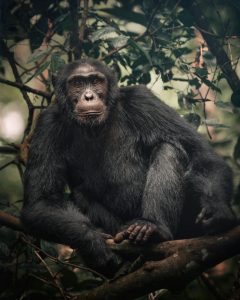 chimpanzee