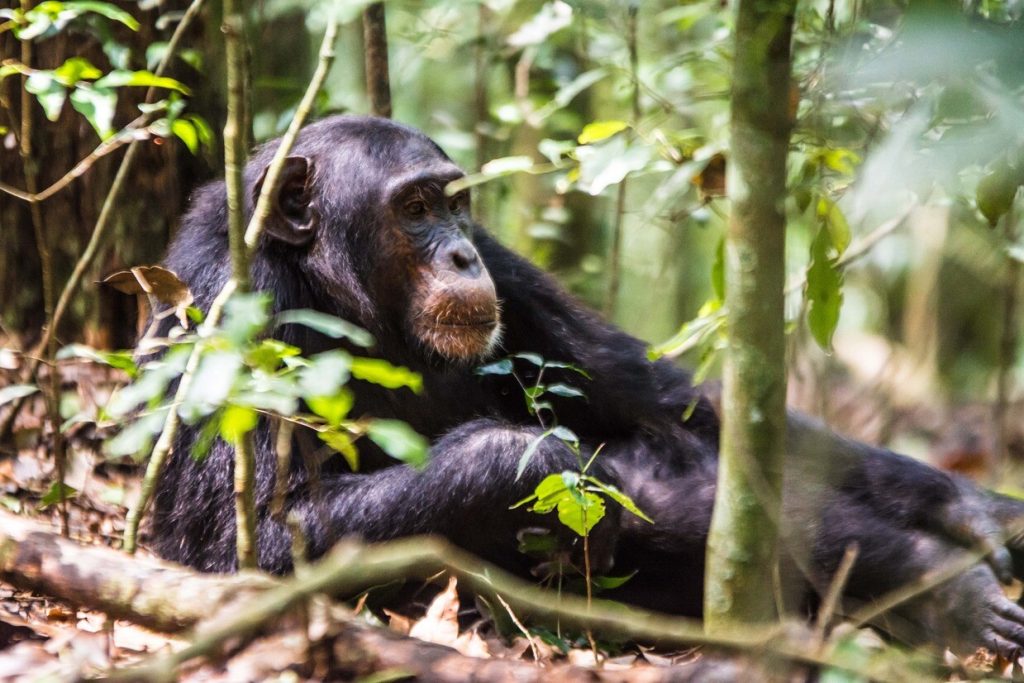 chimps - Chimpanzee Tracking in Uganda
