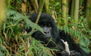 gorilla