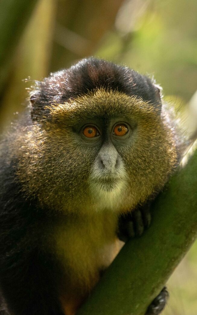golden monkey