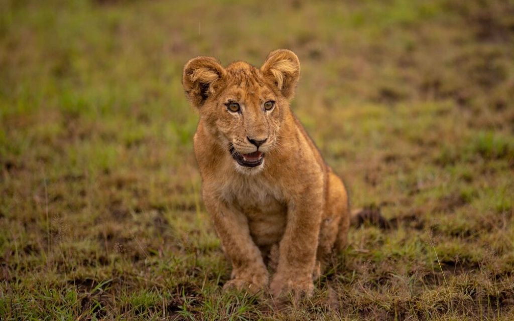 Uganda Safari Tours