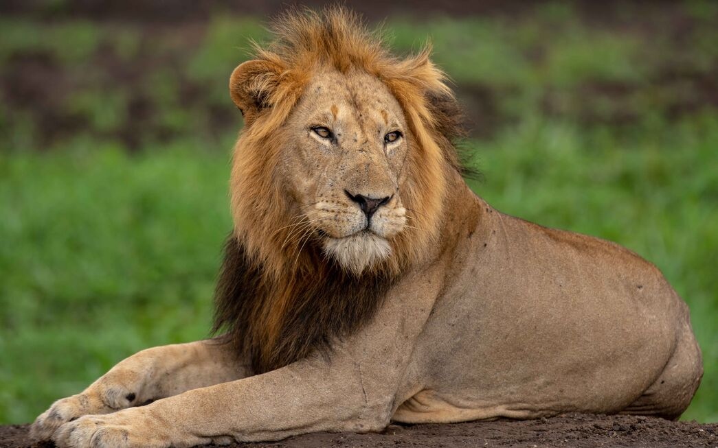 lion