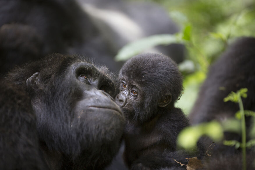 a young Gorilla kisses it's Mother - Dark Hills Uganda