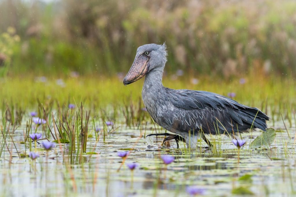 shoebill - Amazing Birds Of Uganda