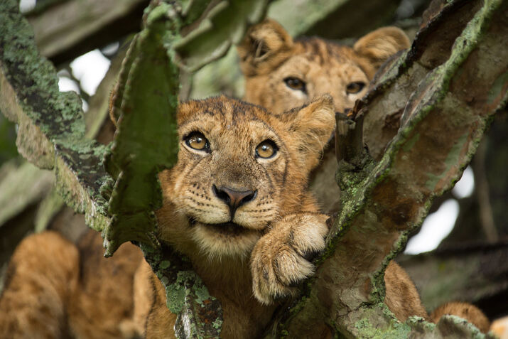 lions