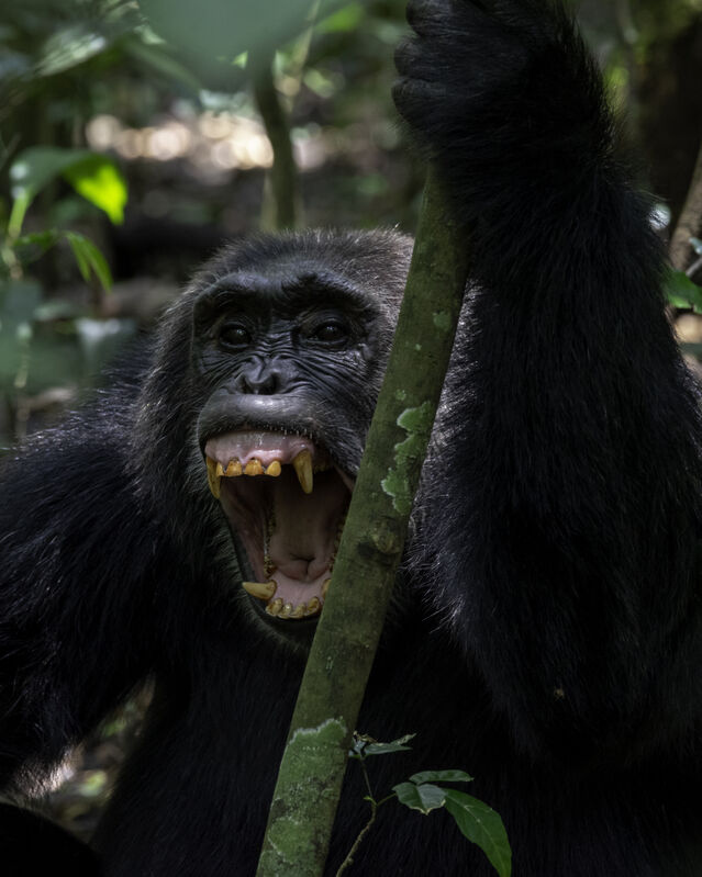 chimpanzee