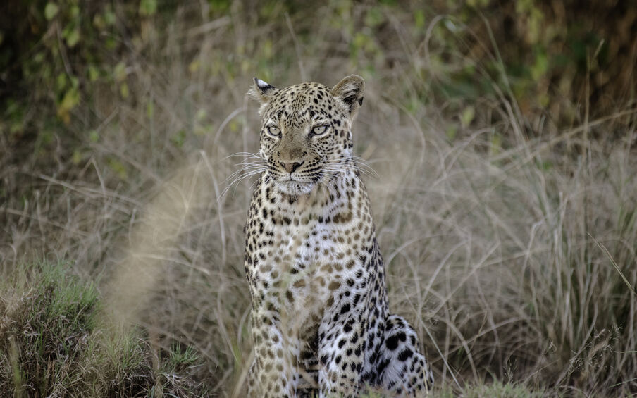 leopard